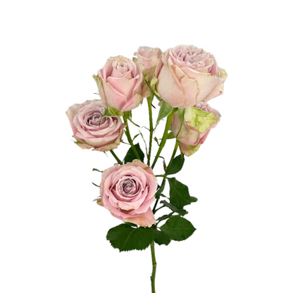 Rose, Spray