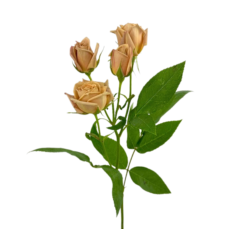 ROSE, SPRAY