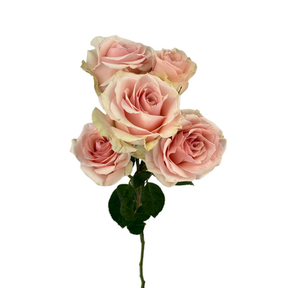 Rose, Spray