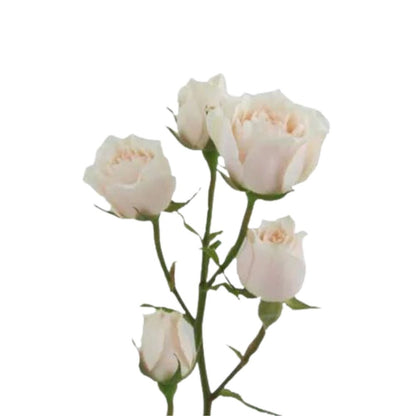 Rose, Spray