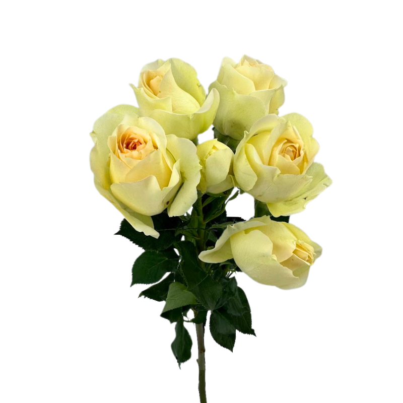 ROSE, SPRAY