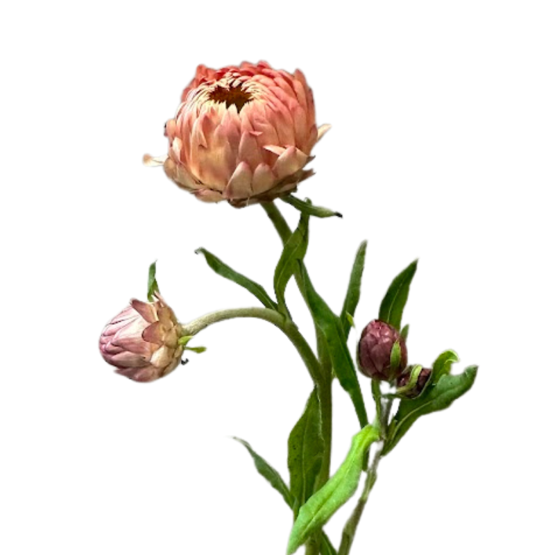 STRAWFLOWER