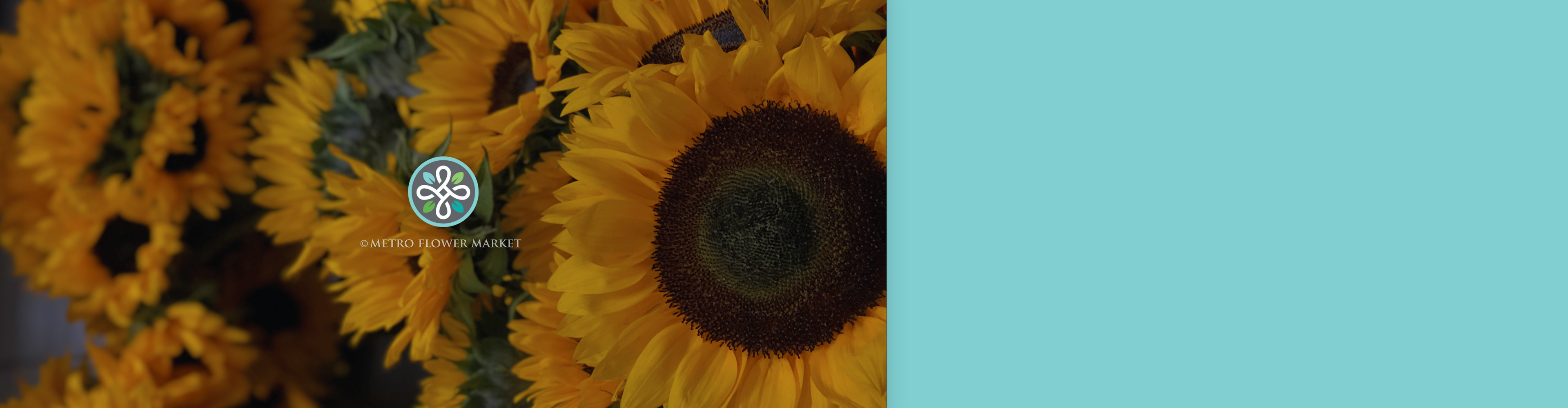 Close-up of sunflowers in a florist cooler setting next to a light teal background.