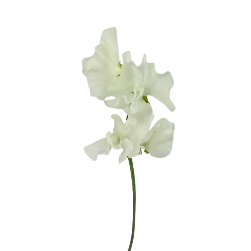 Sweet Pea
