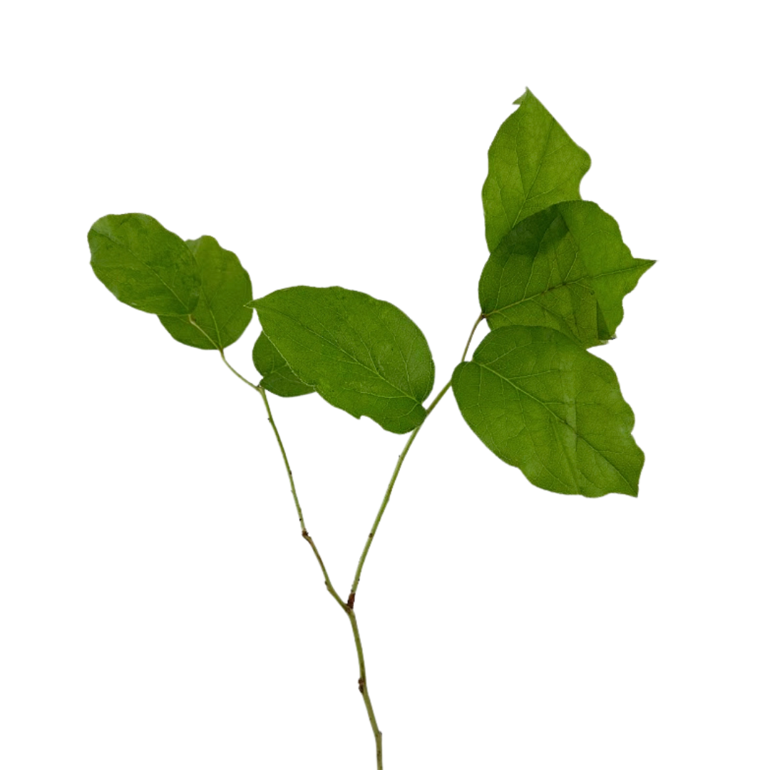 Salal Tips (10 stems)