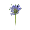 Scabiosa Caucasica Fama Blue (10 Stems)