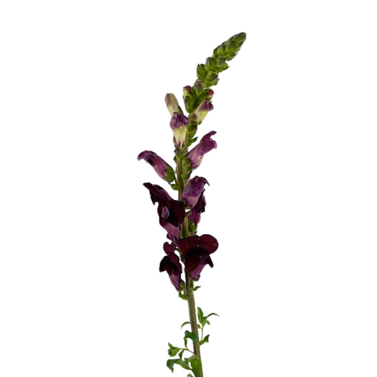 Snapdragon Burgundy (10 stems)