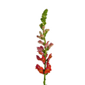 Snapdragon Orange (10 stems)