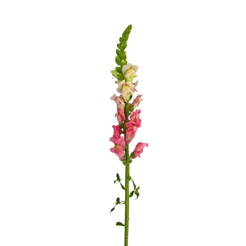 Snapdragon Pink (10 stems)