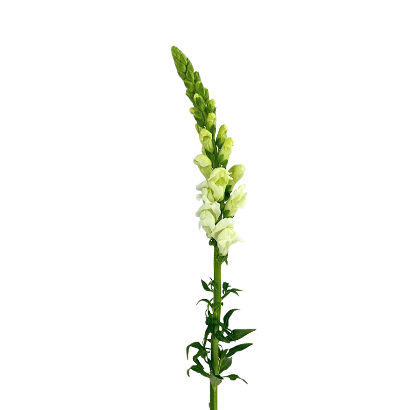 Snapdragon White (10 stems)