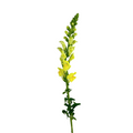 Snapdragon Yellow (10 stems)