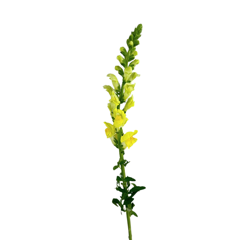 Snapdragon Yellow (10 stems)