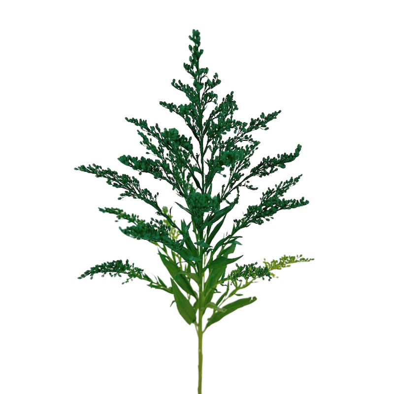 Solidago Tinted Green (10 Stems)