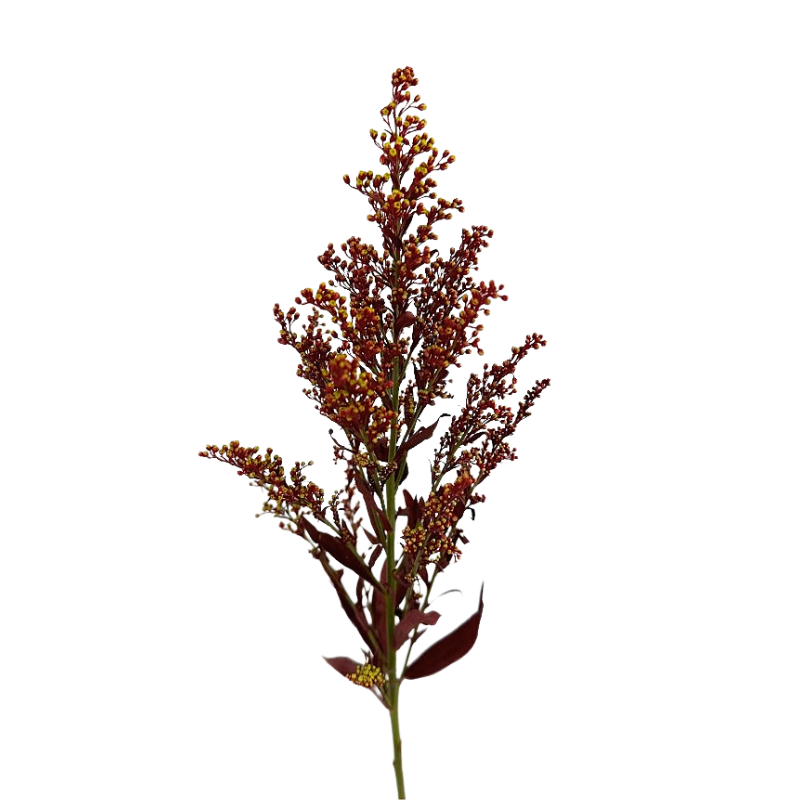 Solidago Tinted Red