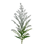 Solidago Tinted Silver (Box-120 stems)