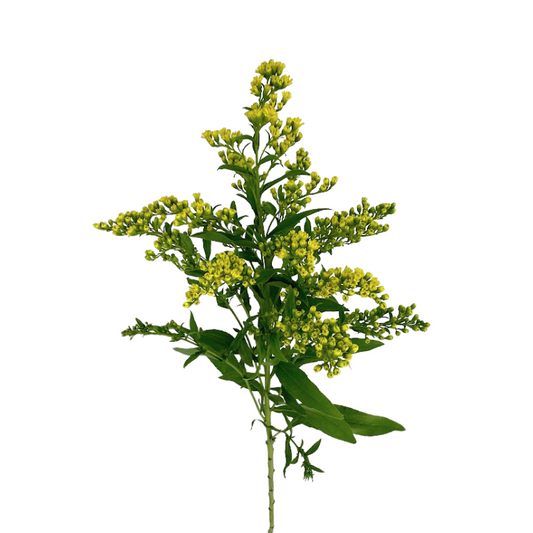 Aster Yellow Solidago (10 Stems)