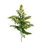 Aster Yellow Solidago (10 stem bunch)