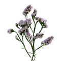 Statice Lavender (10 Stems)