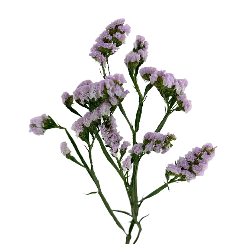 Statice Lavender (10 Stems)