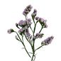 Statice Lavender (10 stem bunch)