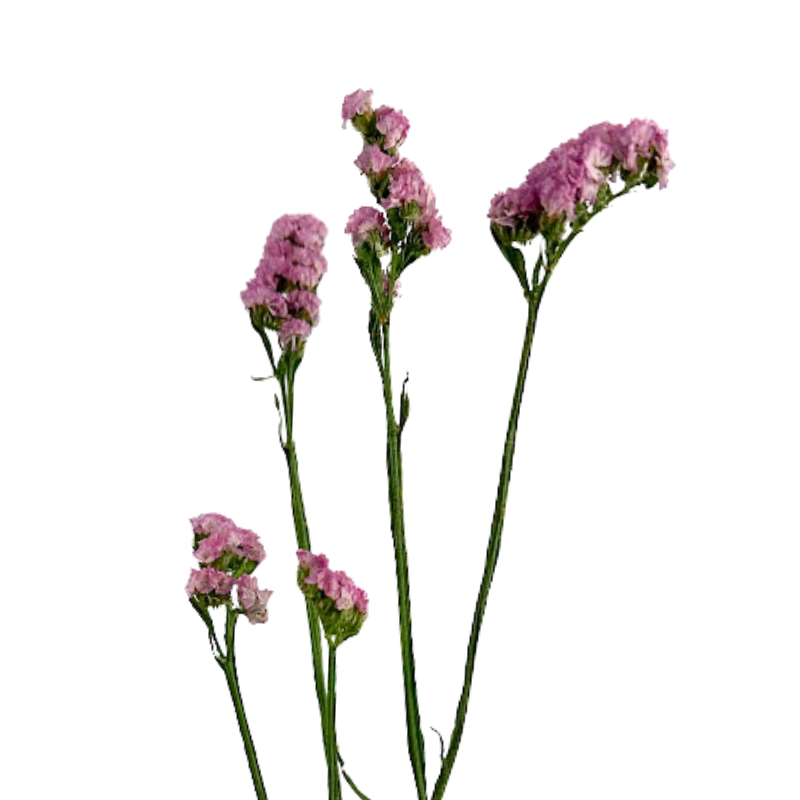 Statice Pink (10 Stems)