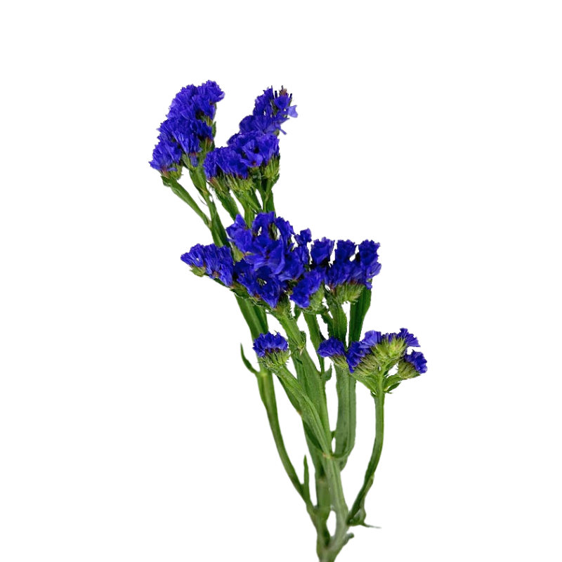 Statice Purple (10 Stems)