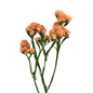 Statice Tinted Orange (10 stem bunch)