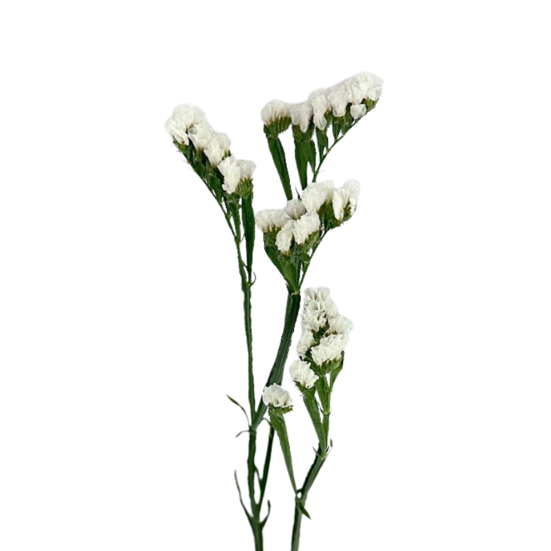 Statice White (10 Stems)