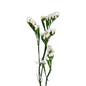 Statice White (10 stem bunch)