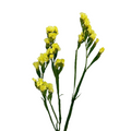 Statice Yellow (10 Stems)