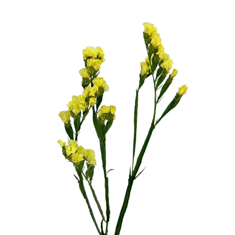 Statice Yellow (10 Stems)
