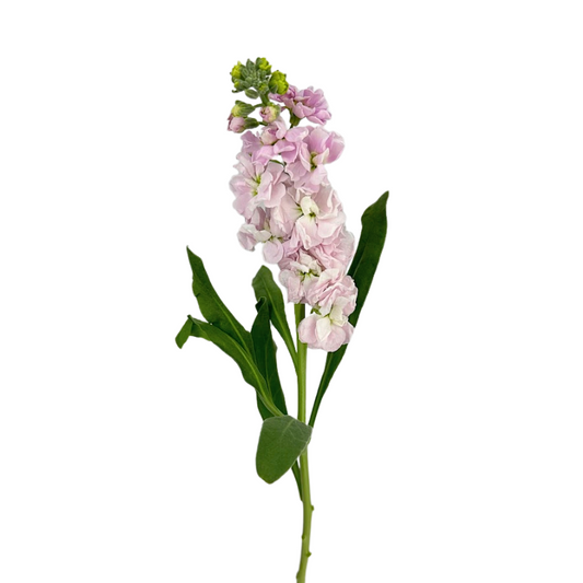 Stock Blush (10 stems)