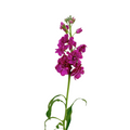Stock Hot Pink (10 stems)