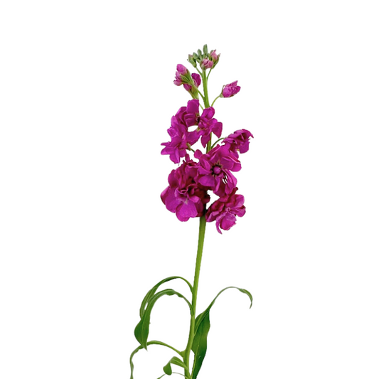 Stock Hot Pink (10 stems)