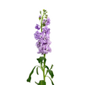 Stock Lavender (10 stems)