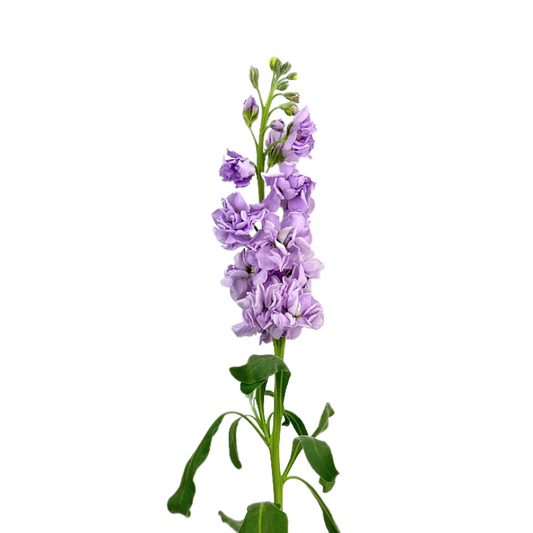 Stock Lavender (10 stems)