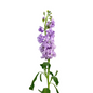Stock Lavender (10 stem bunch)