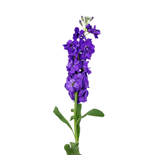 Stock Medium Purple (10 stems)