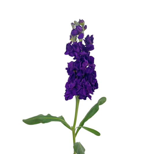 Stock Dark Purple (10 stems)