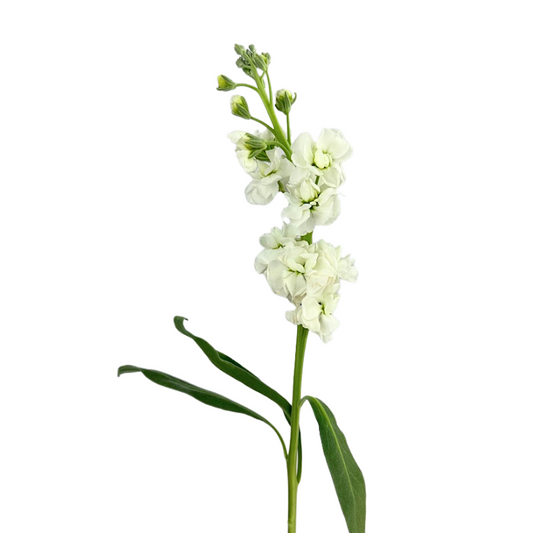 Stock White (10 stems)