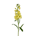 Stock Yellow (10 stems)