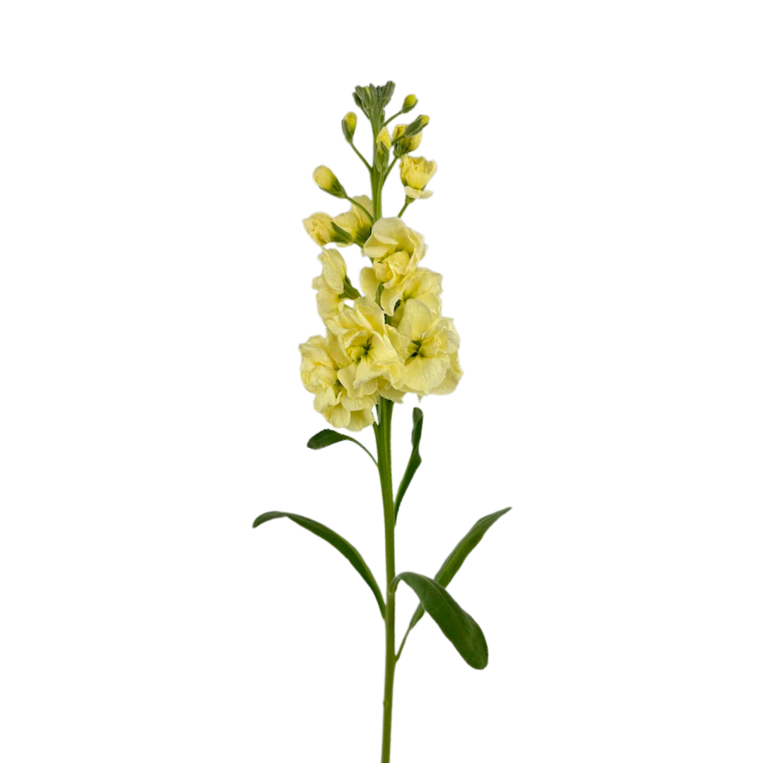 Stock Yellow (10 stems)
