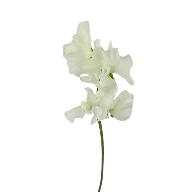 Sweet Pea White (10 Stems)