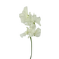 SWEET PEA WHITE (10 STEM BUNCH)