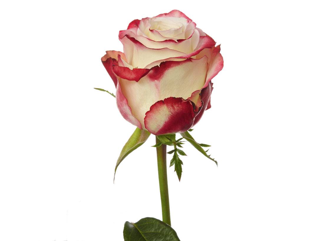 Rose Bicolor Red (25 stems)