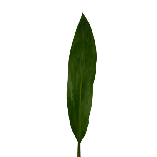 TI LEAF