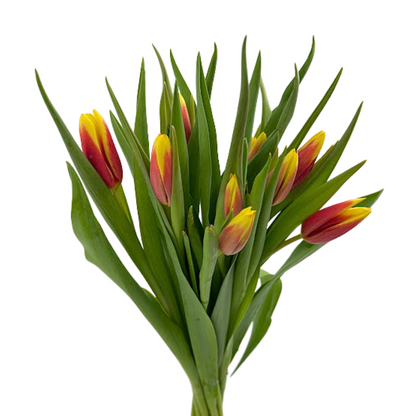 Tulip