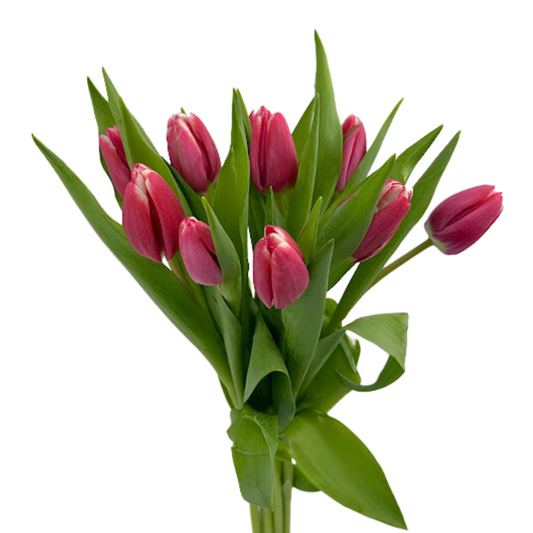 Tulip