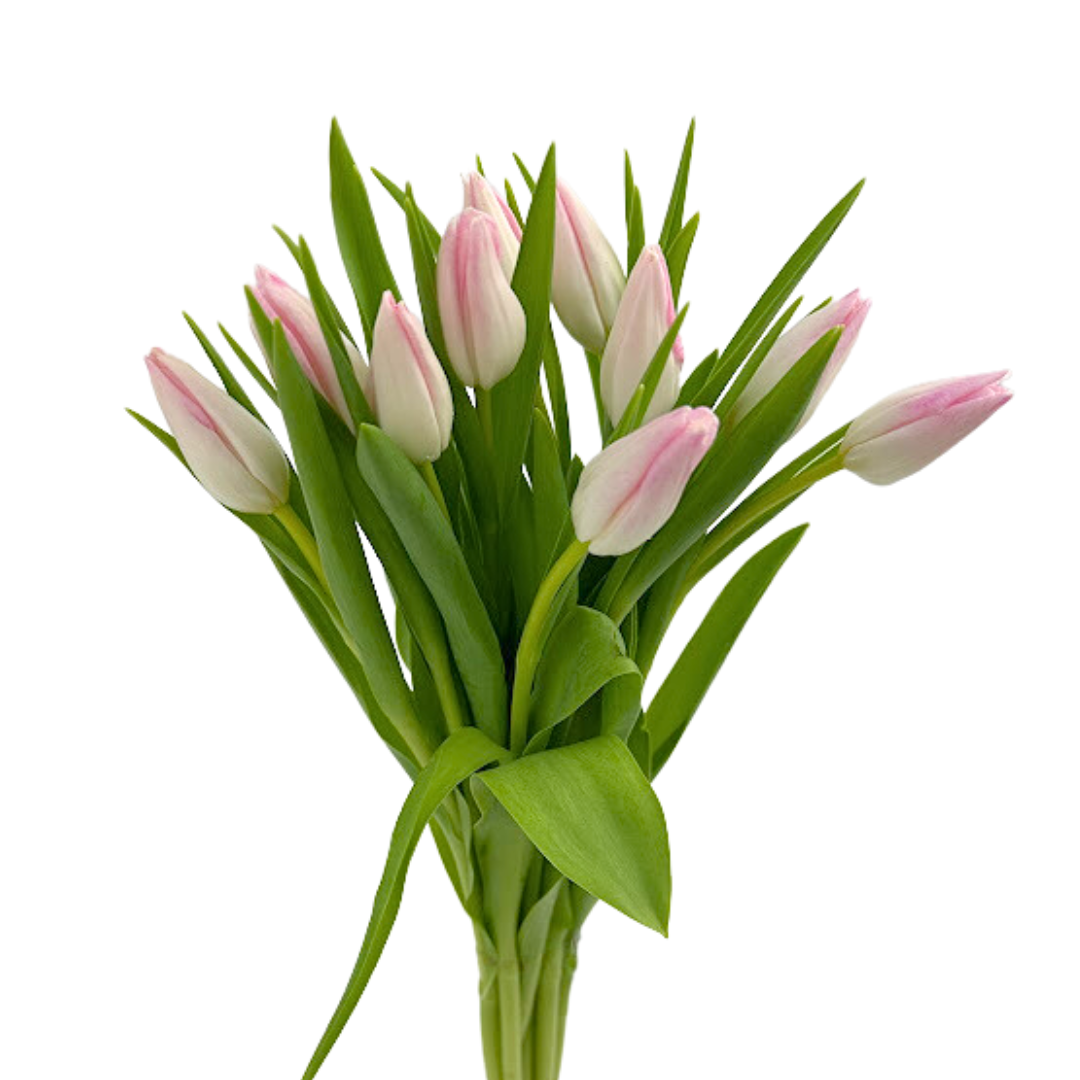Tulip