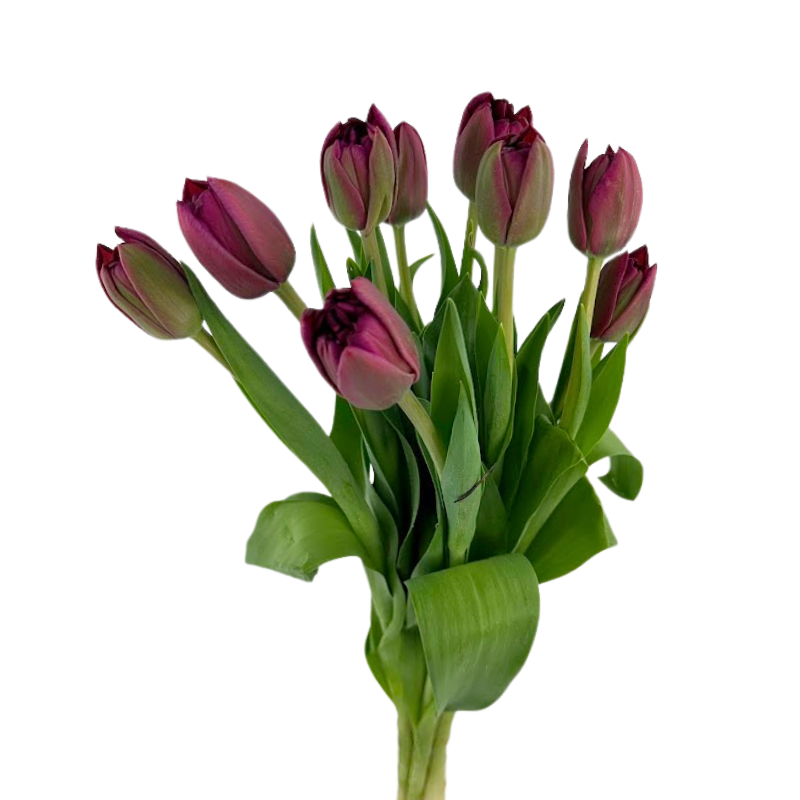 Tulip, Double
